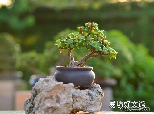 金枝玉叶怎么浇水?需要注意什么?