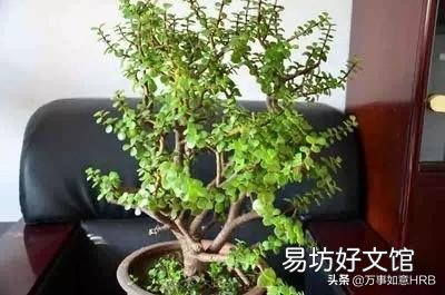 金枝玉叶怎么浇水?需要注意什么?