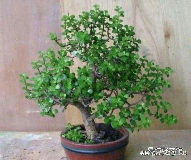 金枝玉叶怎么浇水?需要注意什么?