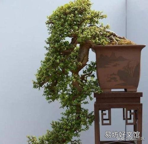 金枝玉叶怎么浇水?需要注意什么?
