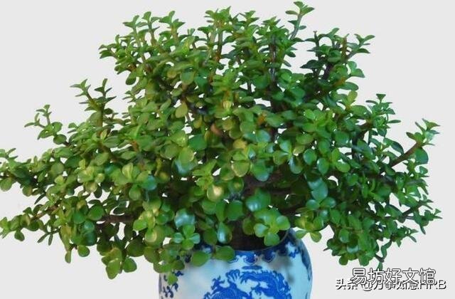 金枝玉叶怎么浇水?需要注意什么?