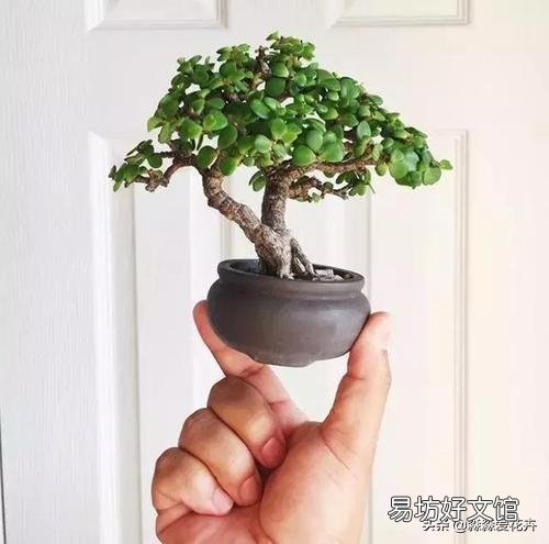 金枝玉叶怎么浇水?需要注意什么?