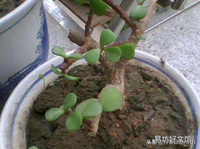 金枝玉叶怎么浇水?需要注意什么?