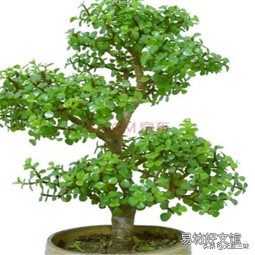 金枝玉叶怎么浇水?需要注意什么?