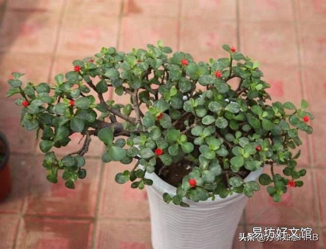 金枝玉叶怎么浇水?需要注意什么?