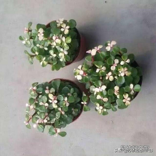 金枝玉叶怎么浇水?需要注意什么?