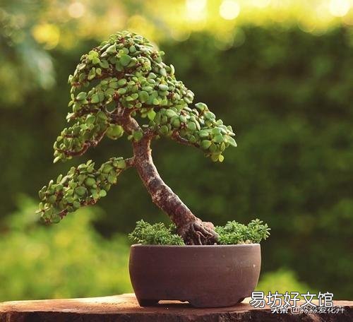 金枝玉叶怎么浇水?需要注意什么?