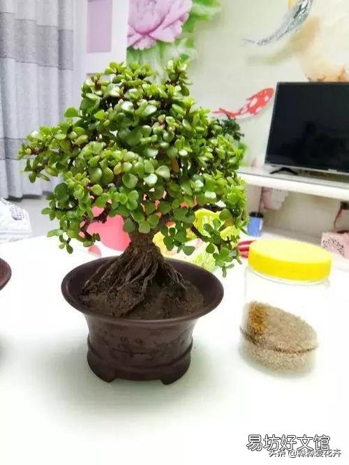 金枝玉叶怎么浇水?需要注意什么?