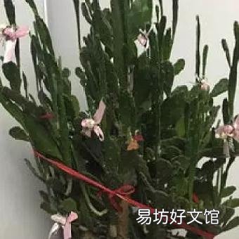 千手观音仙人掌叶片发紫发青是什么原因?