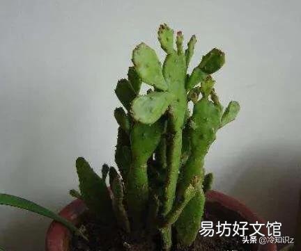 千手观音仙人掌叶片发紫发青是什么原因?