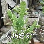 千手观音仙人掌叶片发紫发青是什么原因?