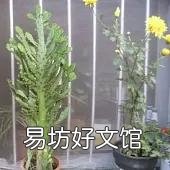 千手观音仙人掌叶片发紫发青是什么原因?