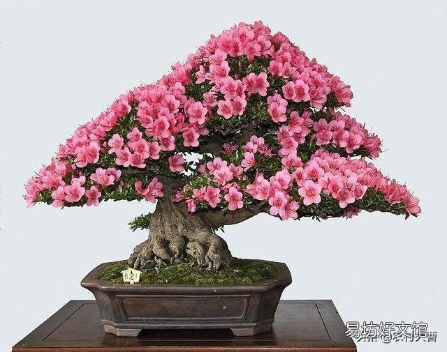 我养的杜鹃花一直出现焦叶、花苞干枯、花朵发蔫现象,该怎么办?