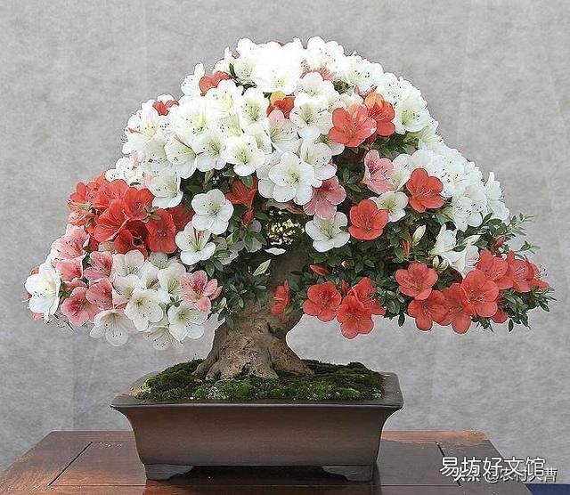 我养的杜鹃花一直出现焦叶、花苞干枯、花朵发蔫现象,该怎么办?