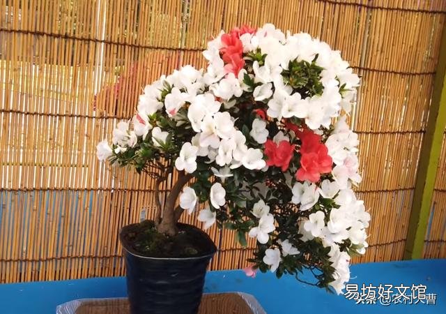 我养的杜鹃花一直出现焦叶、花苞干枯、花朵发蔫现象,该怎么办?