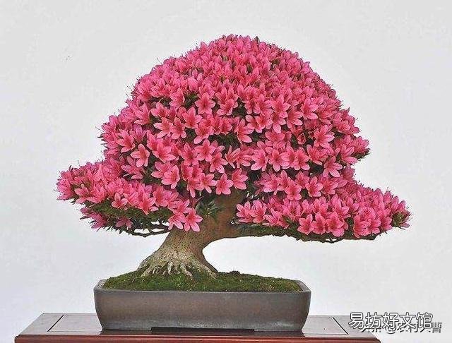 我养的杜鹃花一直出现焦叶、花苞干枯、花朵发蔫现象,该怎么办?