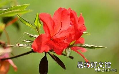 我养的杜鹃花一直出现焦叶、花苞干枯、花朵发蔫现象,该怎么办?