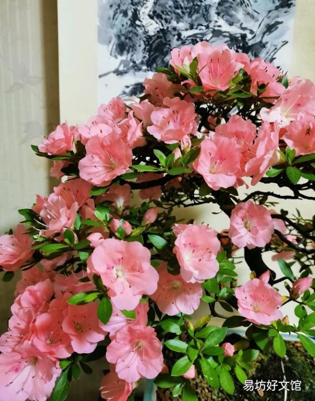 我养的杜鹃花一直出现焦叶、花苞干枯、花朵发蔫现象,该怎么办?
