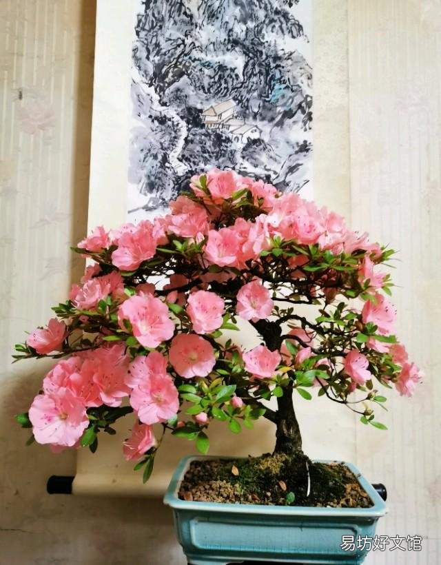 我养的杜鹃花一直出现焦叶、花苞干枯、花朵发蔫现象,该怎么办?