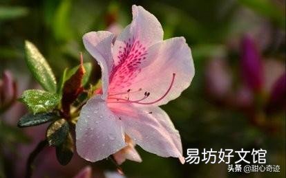 我养的杜鹃花一直出现焦叶、花苞干枯、花朵发蔫现象,该怎么办?