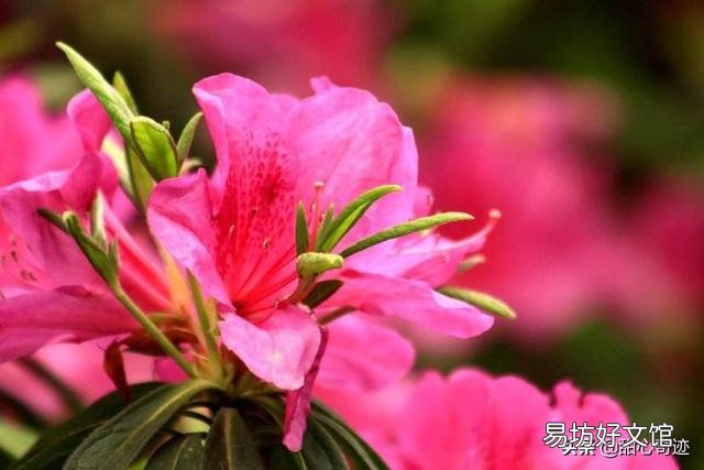 我养的杜鹃花一直出现焦叶、花苞干枯、花朵发蔫现象,该怎么办?