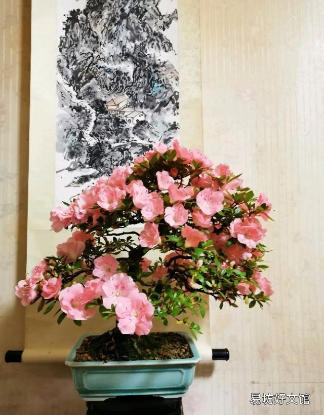 我养的杜鹃花一直出现焦叶、花苞干枯、花朵发蔫现象,该怎么办?