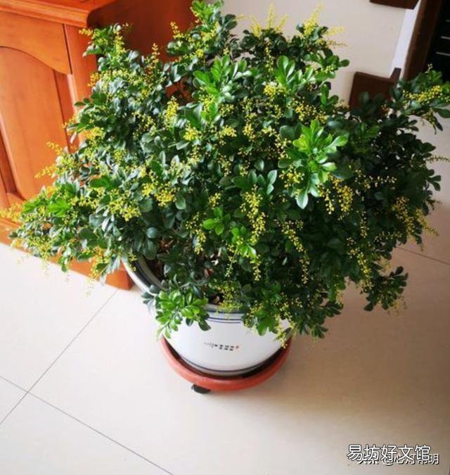 米兰在室内如何养护?光照强度不够,落叶严重?