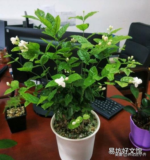 茉莉花叶子枯萎?