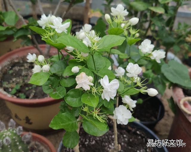 茉莉花叶子枯萎?