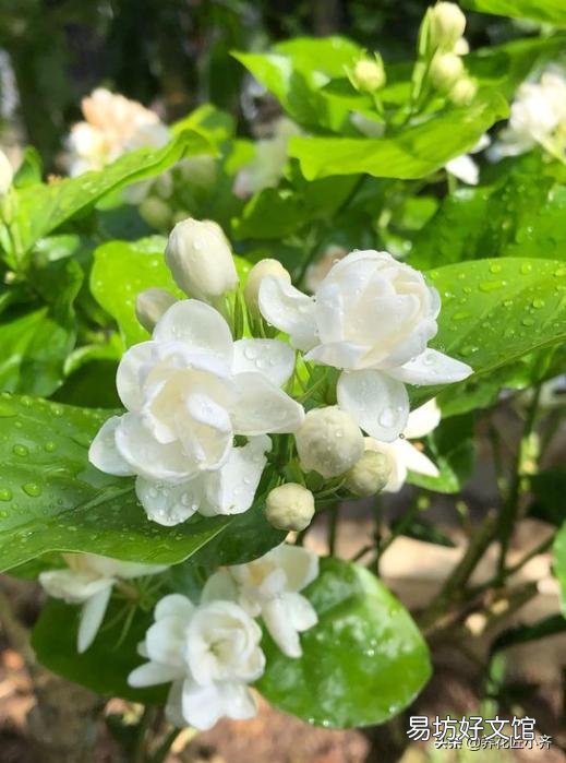 茉莉花叶子枯萎?