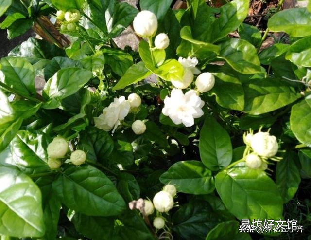 茉莉花叶子枯萎?