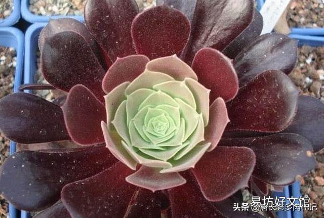 紫羊绒五月末还可以扞插吗?