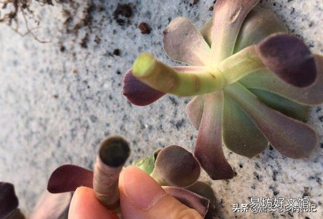 紫羊绒五月末还可以扞插吗?
