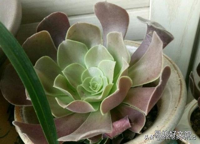 紫羊绒五月末还可以扞插吗?