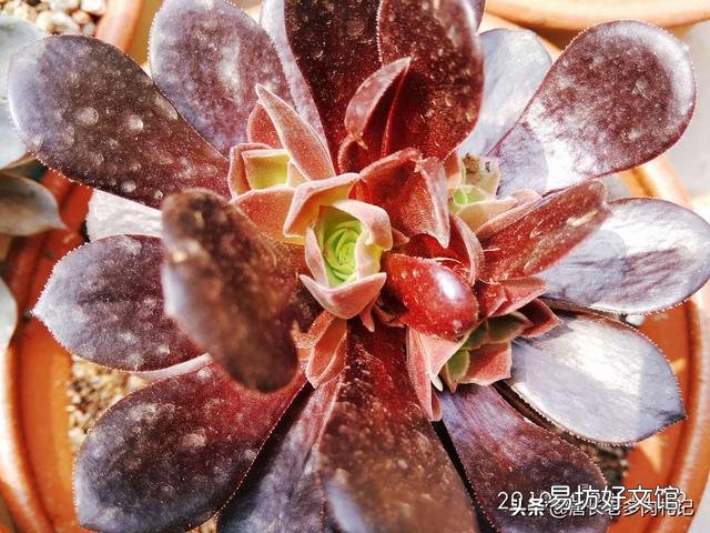 紫羊绒五月末还可以扞插吗?