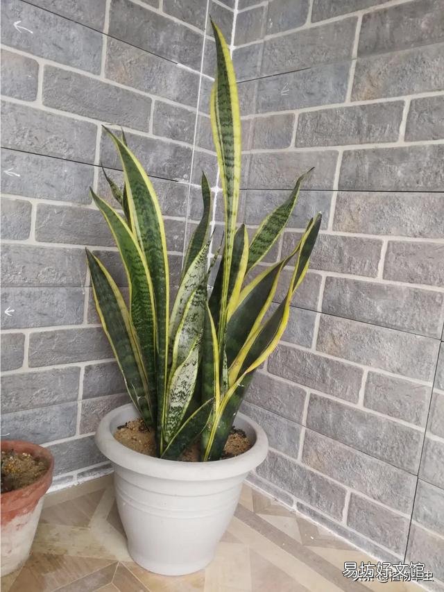 虎皮兰花好吗?有啥作用?