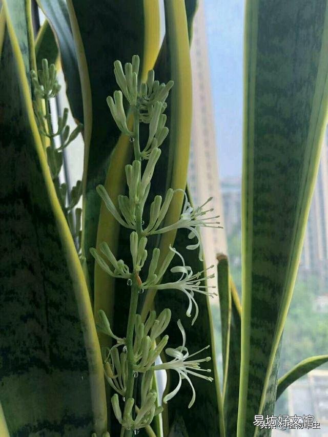 虎皮兰花好吗?有啥作用?