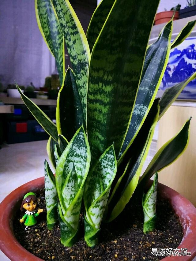 虎皮兰花好吗?有啥作用?
