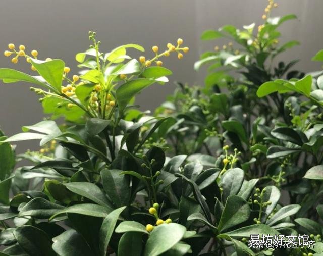 这是什么花?一直掉叶子?