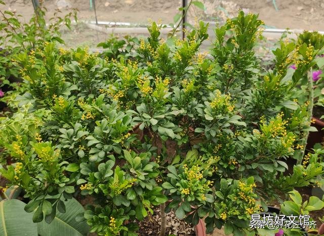 这是什么花?一直掉叶子?