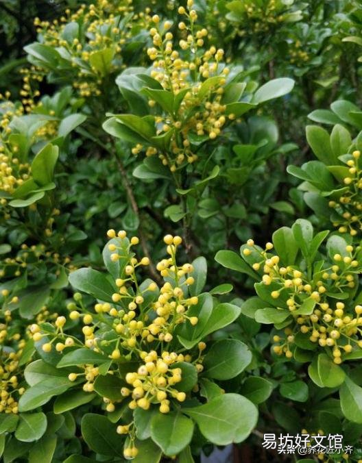 这是什么花?一直掉叶子?