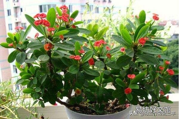虎刺梅，整株生有尖刺，盆栽要注意什么？