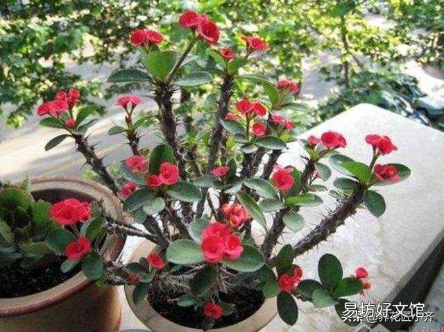 虎刺梅，整株生有尖刺，盆栽要注意什么？