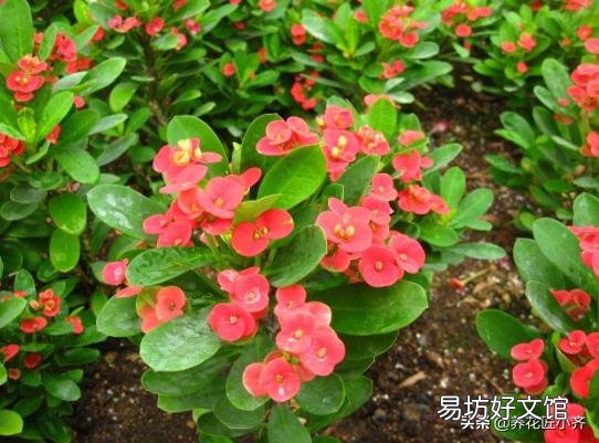 虎刺梅，整株生有尖刺，盆栽要注意什么？