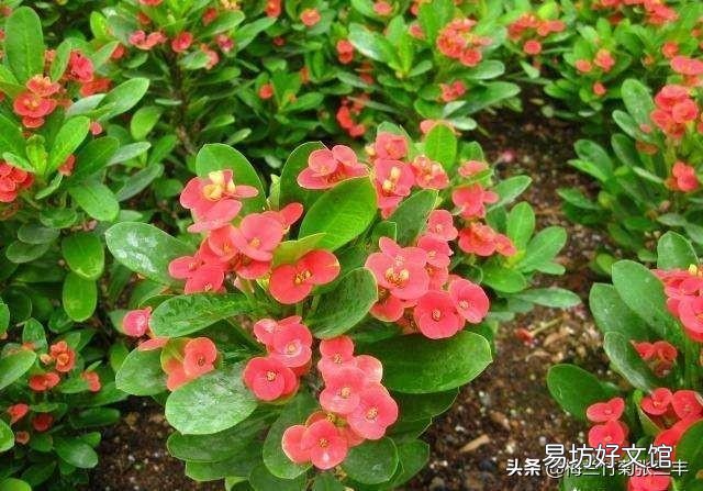 虎刺梅，整株生有尖刺，盆栽要注意什么？