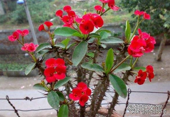 虎刺梅，整株生有尖刺，盆栽要注意什么？