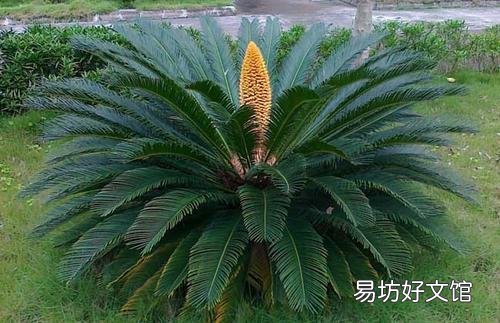 铁树的新叶子什么时候能够长成大叶子?