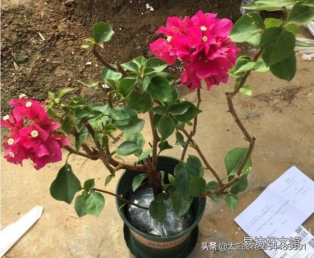 三角梅施磷酸二氢钾是早晨好还是傍晚好?