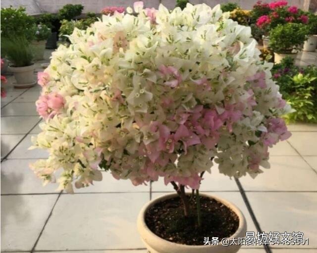 三角梅施磷酸二氢钾是早晨好还是傍晚好?