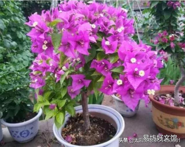 三角梅施磷酸二氢钾是早晨好还是傍晚好?